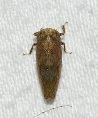Paraphlepsius continuus