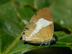 Horaga onyx