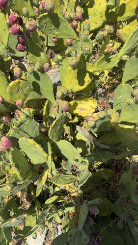 beach prickly pear