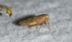 Paraphlepsius continuus