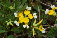 Hosackia pinnata