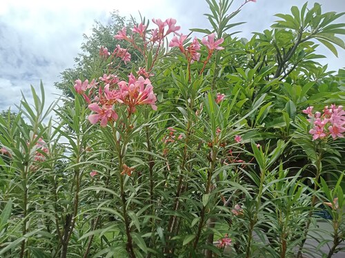 oleander