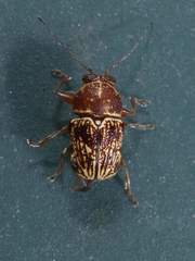 Pachybrachis turbidus