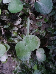 Woodwardia areolata