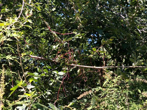 Japanese dodder