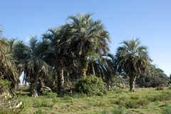 Butia odorata