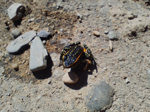 Lutz's Poison Frog