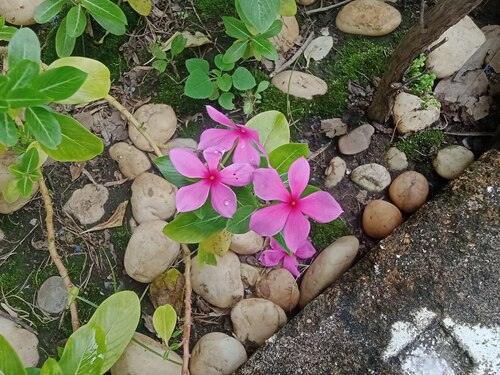 Madagascar Periwinkle
