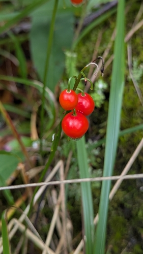 European lily of the valley