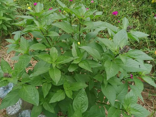Sweet basil