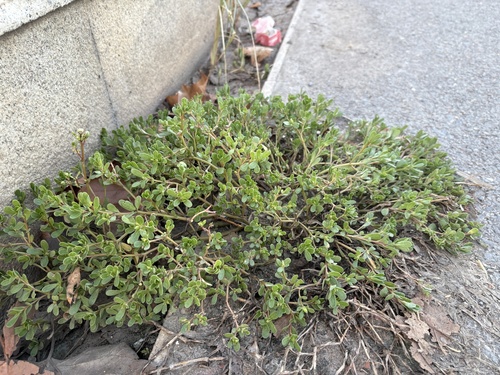 Common Purslane