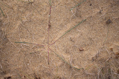 Polygala cyparissias