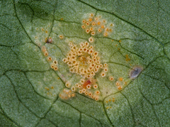 Puccinia sessilis