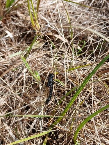 Devil's Coach Horse Beetle