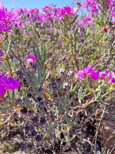 Lampranthus haworthii