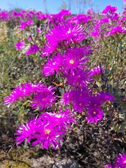 (c) Danie Palm, some rights reserved (CC BY) Lampranthus haworthii, photograph (c) Danie Palm, some rights reserved (CC BY)
