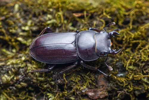 Dorcus vicinus