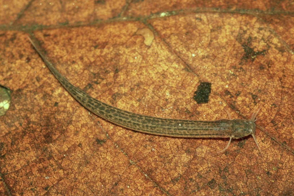 Listrura nematopteryx