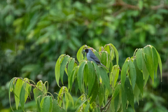 Schistochlamys melanopis