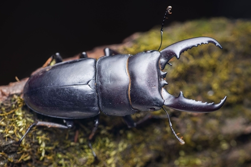 Serrognathus titanus platymelus