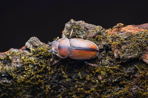 Prosopocoilus astacoides blanchardi
