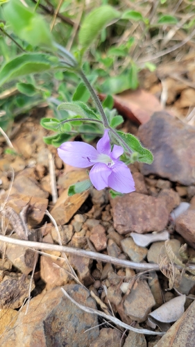Barleria obtusa, 2026-09-01