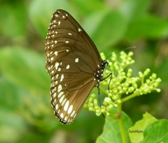 Euploea klugii