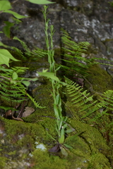 Arabis pycnocarpa adpressipilis