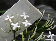 Pavetta hongkongensis