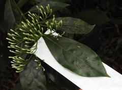 Pavetta hongkongensis