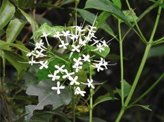 Pavetta hongkongensis