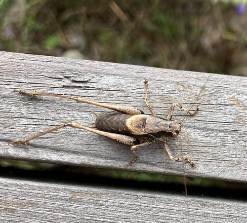 Dark Bush-cricket