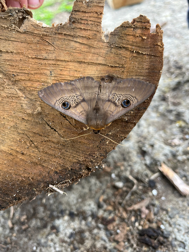 Southern Moon Moth