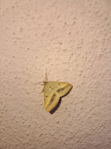 Isturgia arenacearia