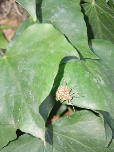 Brown Marmorated Stink Bug