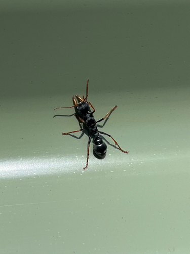 Jack Jumper Ant