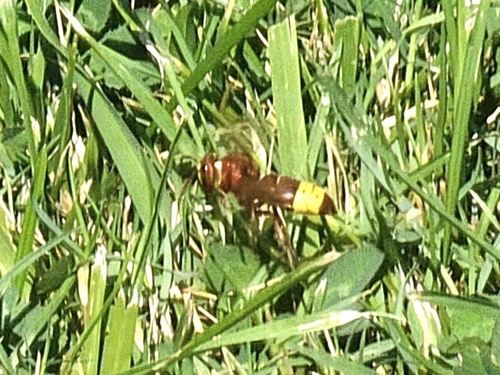 Oriental Hornet