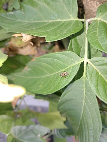 coastal groundbug