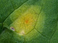 Puccinia sessilis