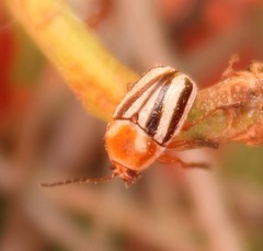 Cryptocephalus venustus