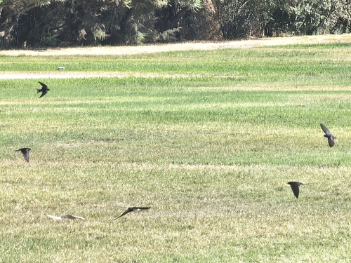 Barn Swallow