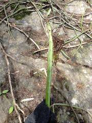 Selenicereus spinulosus