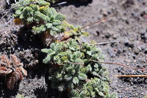 Acaena pinnatifida