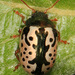 Elm Calligrapher Beetle - Photo (c) Judy Gallagher, some rights reserved (CC BY), uploaded by Judy Gallagher