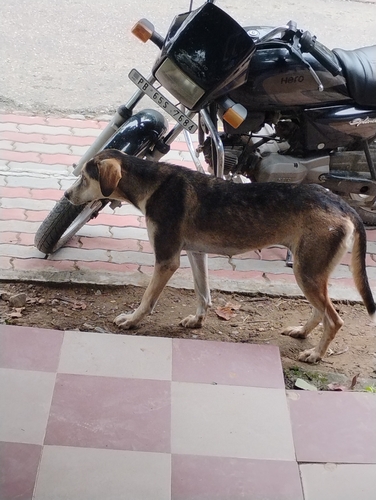 Domestic Dog observed by shreya93662