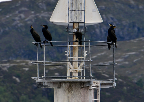 Great Cormorant