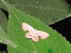 Dysaethria fulvihamata