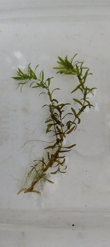 Callitriche hermaphroditica, 2026-09-01