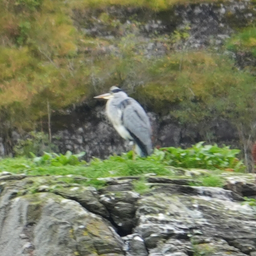 Grey Heron