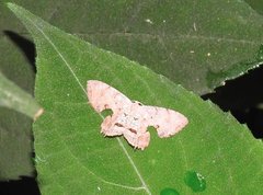 Dysaethria fulvihamata